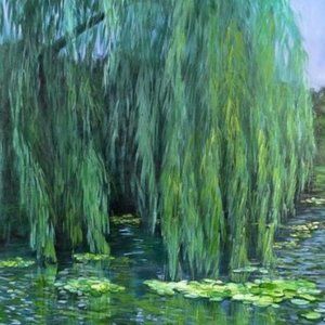 Weeping Willow